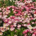 flowers-3383024_960_720