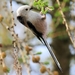 long-tailed-tit-3315425_960_720