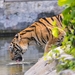 tiger-3264042_960_720