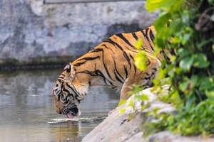 tiger-3264042_960_720