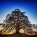 tree-3124103_960_720