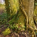 tree-trunk-3317596_960_720