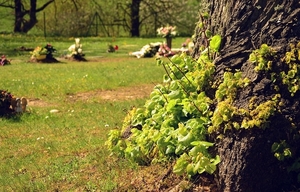 cemetery-3184960_960_720