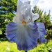 daylily-2362263_960_720