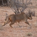 lion-2668637_960_720