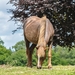 new-forest-pony-2611813_960_720