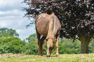 new-forest-pony-2611813_960_720