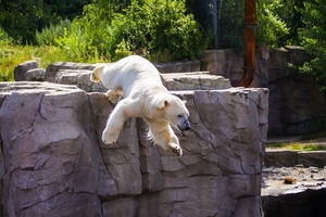 polar-bear-2694906_960_720