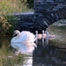 swan-1476802_960_720