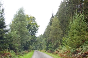 IMG_9647_2024-09-06-vr_RAMc_doort-bos