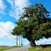 IMG_9958_2024-09-08-zo_RAMc_onderweg_mooie-boom&rare-wolken