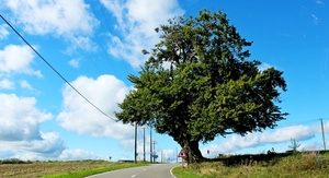 IMG_9958_2024-09-08-zo_RAMc_onderweg_mooie-boom&rare-wolken