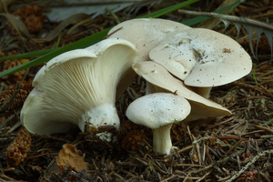 Clitopilus-prunulus-Grote-molenaar_MH20110801_033949-2Ag