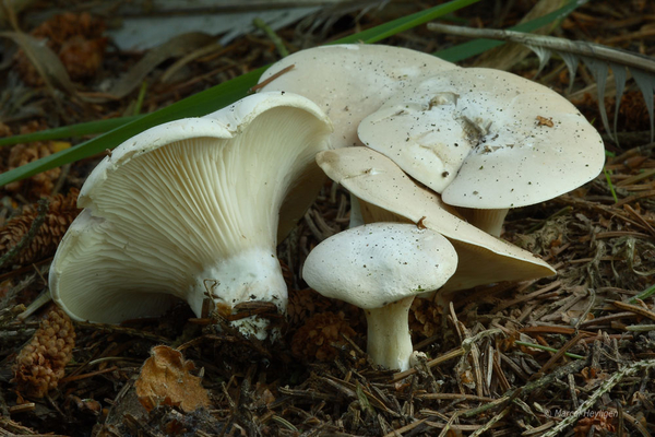 Clitopilus-prunulus-Grote-molenaar_MH20110801_033949-2Ag
