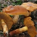Cortinarius-orellanus-Giftige-gordijnzwam_20140915MH9554