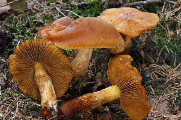 Cortinarius-orellanus-Giftige-gordijnzwam_20140915MH9554