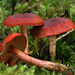 Cortinarius-sanguineus-Bloedrode-gordijnzwam_20121009MH5433-2AG