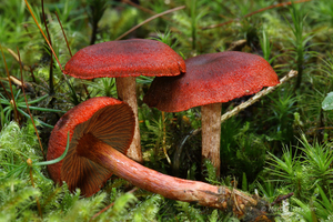 Cortinarius-sanguineus-Bloedrode-gordijnzwam_20121009MH5433-2AG