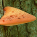 Fistulina-hepatica_Biefstukzwam_MH20110804_034097