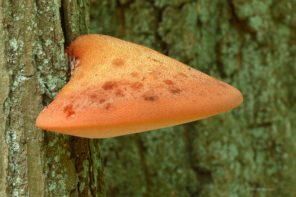 Fistulina-hepatica_Biefstukzwam_MH20110804_034097