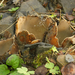 Geopora-arenicola-Zandputje_20141028MH0209-3