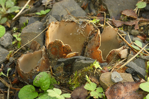 Geopora-arenicola-Zandputje_20141028MH0209-3