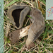 Helvella queletii-Grote schotelkluifzwam_20140403MH8159