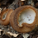 Humaria-hemisphaerica_Kleine-bruine-bekerzwam_MH20110804_034082-2