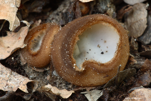 Humaria-hemisphaerica_Kleine-bruine-bekerzwam_MH20110804_034082-2