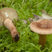 Lactarius-quietus_Kaneelkleurige-melkzwam_MH20110804_034098-1Ag