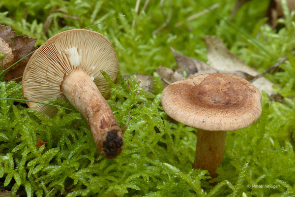 Lactarius-quietus_Kaneelkleurige-melkzwam_MH20110804_034098-1Ag