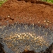 Pisolithus-arhizus-Verfstuifzwam-MH20101001_027219-1Ga