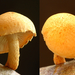 Pholiota-tuberculosa_Oranjegele-bundelzwam_MH20110804_034144