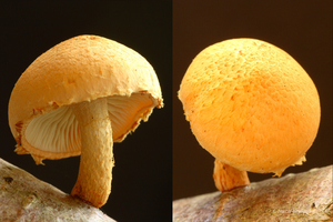Pholiota-tuberculosa_Oranjegele-bundelzwam_MH20110804_034144