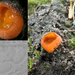 Pseudaleuria-fibrillosa_20191124PB-1811C6