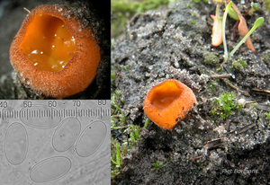 Pseudaleuria-fibrillosa_20191124PB-1811C6