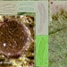 Pyrenopeziza-plantaginis-Weegbreeuitbreekkommetje_20140820MH