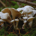 Rhodocybe-fallax-Witte-zalmplaat-MH20091201_7338-03