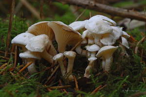 Rhodocybe-fallax-Witte-zalmplaat-MH20091201_7338-03