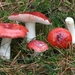 Russula-emetica-f-longipes-Naaldbosbraakrussuka_20121102MH6107-2A