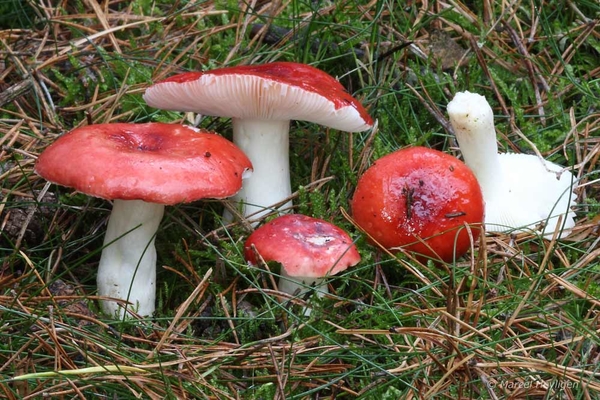 Russula-emetica-f-longipes-Naaldbosbraakrussuka_20121102MH6107-2A