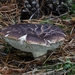 Sarcodon-squamosus-Geschubde-stekelzwam_20121102MH6109-AG