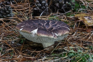 Sarcodon-squamosus-Geschubde-stekelzwam_20121102MH6109-AG