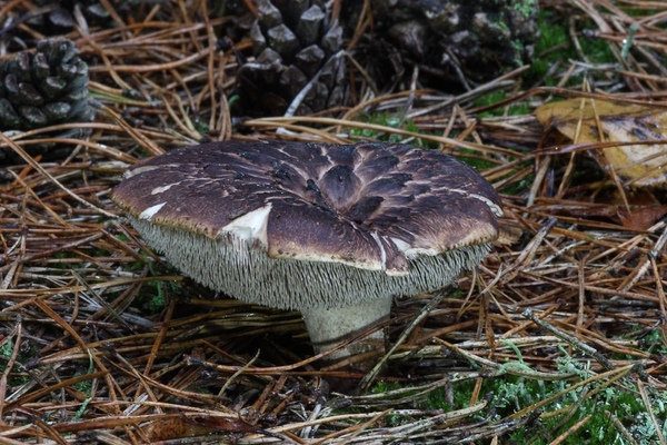 Sarcodon-squamosus-Geschubde-stekelzwam_20121102MH6109-AG
