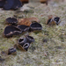 Sclerencoelia-fascicularis_20240229MH2165