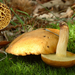 Suillus-bovinus_Koeienboleet_MH20110804_034118-3Ag