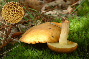 Suillus-bovinus_Koeienboleet_MH20110804_034118-3Ag