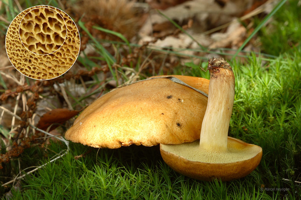 Suillus-bovinus_Koeienboleet_MH20110804_034118-3Ag