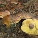Tricholoma-equestre-var--equestre-Gele-ridderzwam20121102MH6091-2