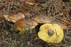 Tricholoma-equestre-var--equestre-Gele-ridderzwam20121102MH6091-2
